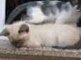Sialata