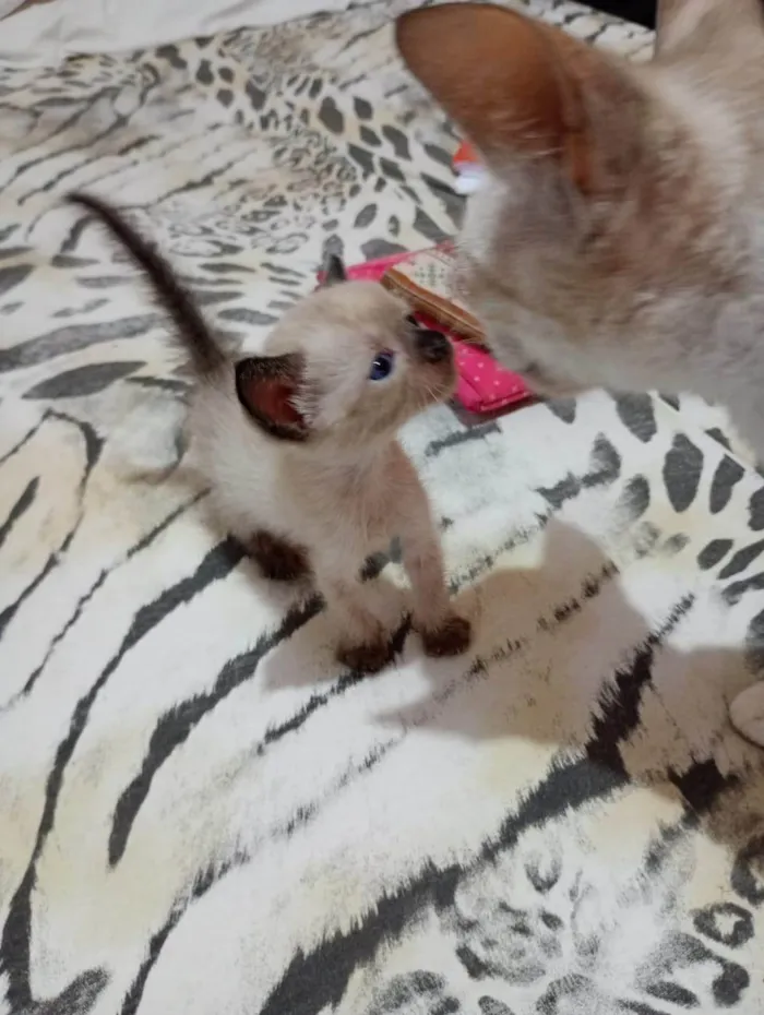 Gato ra a SRD-ViraLata idade 2 a 6 meses nome Sialata