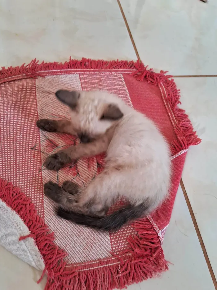 Gato ra a SRD-ViraLata idade 2 a 6 meses nome Sialata