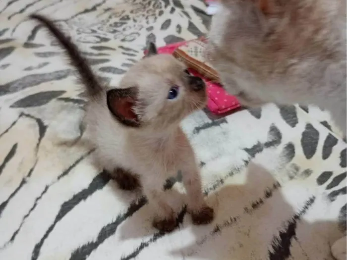 Gato ra a SRD-ViraLata idade 2 a 6 meses nome Sialata