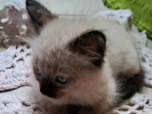 Gato raça SRD-ViraLata idade 2 a 6 meses nome Sialata