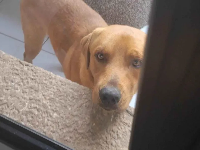 Cachorro ra a Labrador idade 2 anos nome Toro