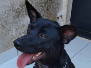 Cachorro raça SRD-ViraLata idade 1 ano nome Arya