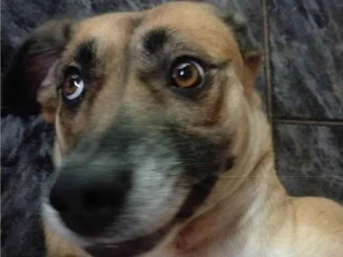 Cachorro ra a SRD-ViraLata idade 3 anos nome Ravena 