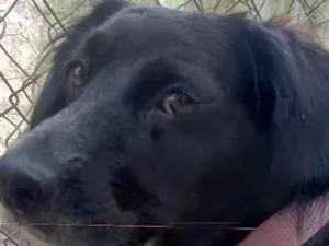 Cachorro raça SRD-ViraLata idade 3 anos nome Jade