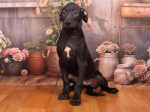 Cachorro raça SRD-ViraLata idade 2 a 6 meses nome Bento 