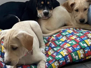 Cachorro raça SRD-ViraLata idade 2 a 6 meses nome Filhotes 
