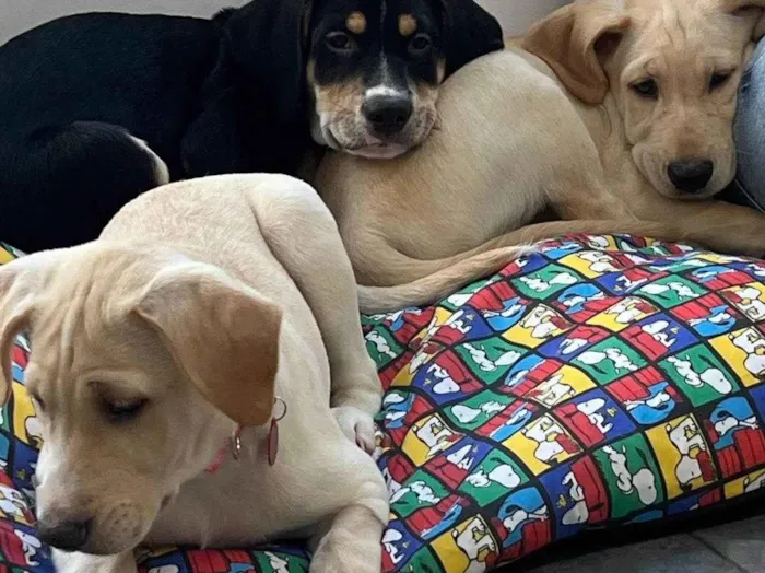 Cachorro ra a SRD-ViraLata idade 2 a 6 meses nome Filhotes 
