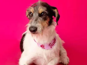 Cachorro raça SRD-ViraLata idade 1 ano nome Nina 