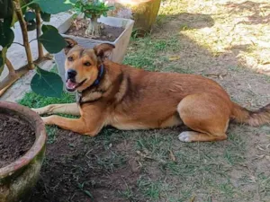 Cachorro raça SRD-ViraLata idade 4 anos nome Marley 