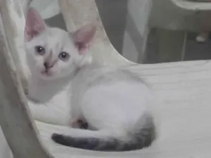 Gato raça SRD-ViraLata idade 2 a 6 meses nome S/N
