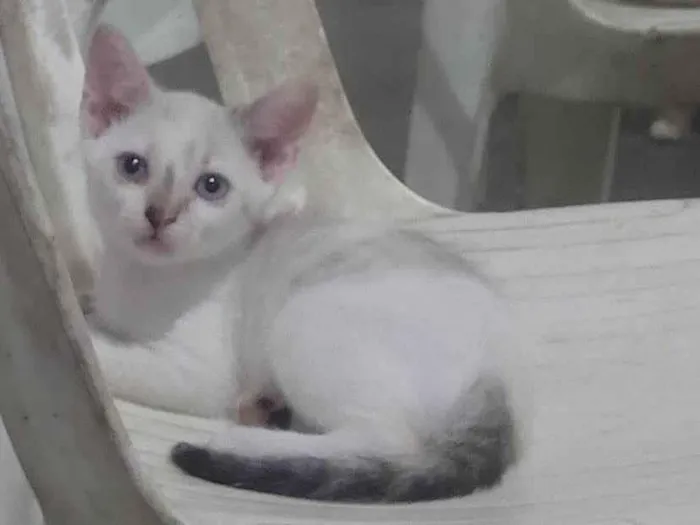 Gato ra a SRD-ViraLata idade 2 a 6 meses nome S/N
