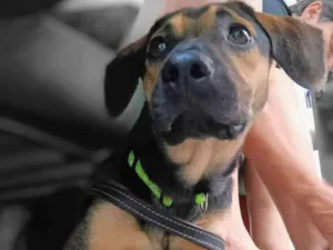 Cachorro raça SRD-ViraLata idade 7 a 11 meses nome Billy 