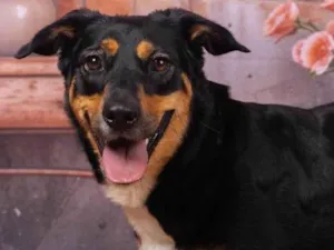 Cachorro raça SRD-ViraLata idade 2 anos nome Kyara 