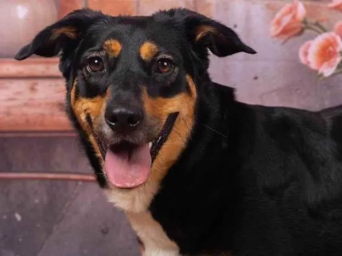 Cachorro ra a SRD-ViraLata idade 2 anos nome Kyara 