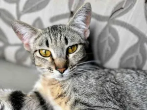 Gato raça SRD-ViraLata idade 1 ano nome Sophie 