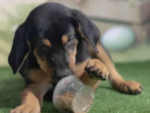 Cachorro raça SRD-ViraLata idade 2 a 6 meses nome Tom