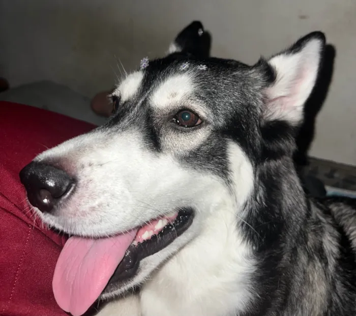 Cachorro ra a Husky Siberiano idade 1 ano nome Zoe