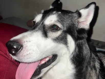 Cachorro raça Husky Siberiano idade 1 ano nome Zoe
