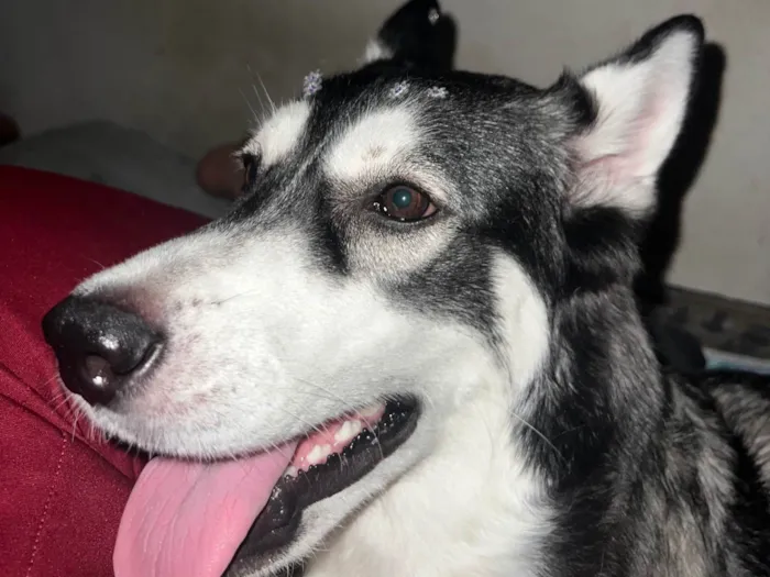 Cachorro ra a Husky Siberiano idade 1 ano nome Zoe