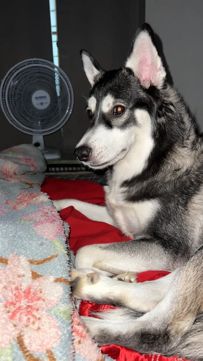 Cachorro ra a Husky Siberiano idade 1 ano nome Zoe