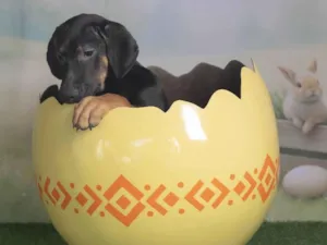 Cachorro raça SRD-ViraLata idade 2 a 6 meses nome Jerry 