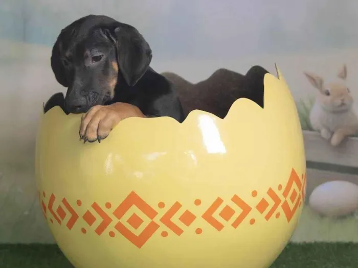 Cachorro ra a SRD-ViraLata idade 2 a 6 meses nome Jerry 
