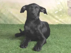 Cachorro raça SRD-ViraLata idade 2 a 6 meses nome Christian 