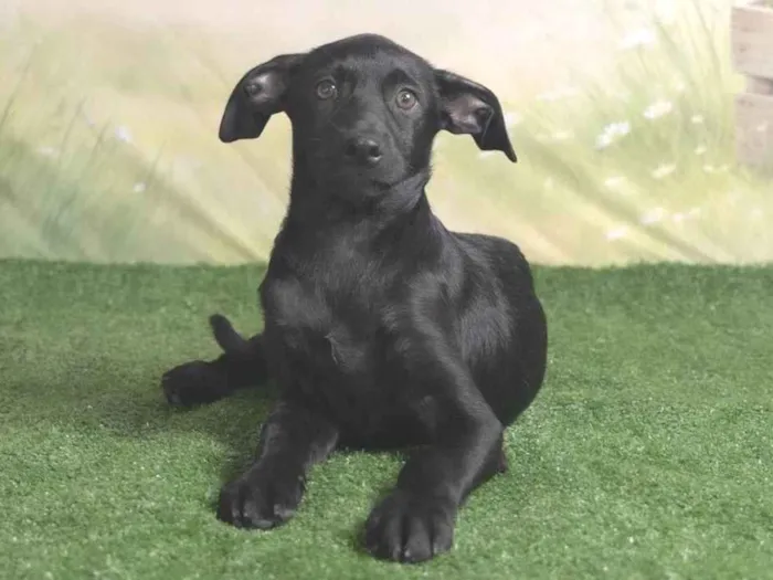 Cachorro ra a SRD-ViraLata idade 2 a 6 meses nome Christian 