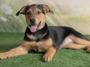 Cachorro raça SRD-ViraLata idade 2 a 6 meses nome Victoria 