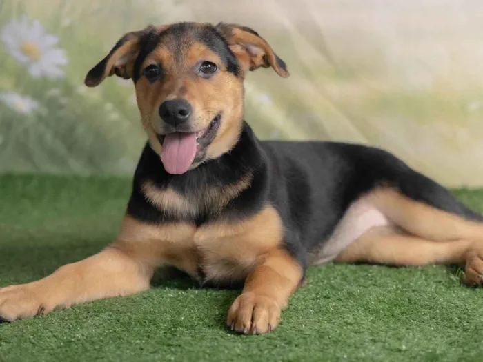 Cachorro ra a SRD-ViraLata idade 2 a 6 meses nome Victoria 