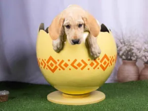 Cachorro raça SRD-ViraLata idade 2 a 6 meses nome Lucca 