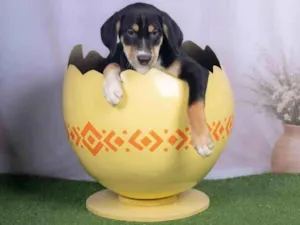 Cachorro raça SRD-ViraLata idade 2 a 6 meses nome Léo 