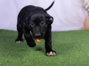 Cachorro raça SRD-ViraLata idade 2 a 6 meses nome Luck 