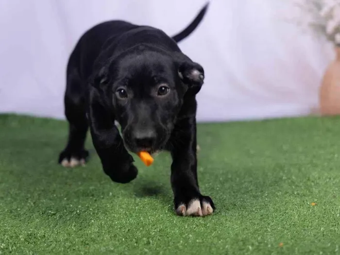 Cachorro ra a SRD-ViraLata idade 2 a 6 meses nome Luck 