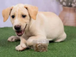 Cachorro raça SRD-ViraLata idade 2 a 6 meses nome Liz