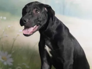 Cachorro raça SRD-ViraLata idade 2 a 6 meses nome Bento 