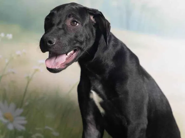 Cachorro ra a SRD-ViraLata idade 2 a 6 meses nome Bento 