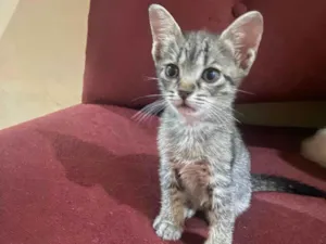 Gato raça SRD-ViraLata idade Abaixo de 2 meses nome S/N