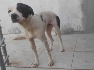 Cachorro raça SRD-ViraLata idade 1 ano nome Thor