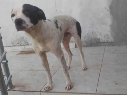 Cachorro raça SRD-ViraLata idade 1 ano nome Thor
