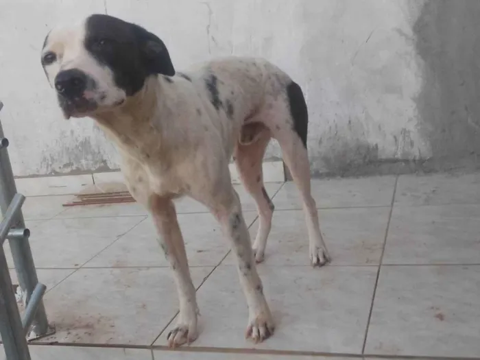 Cachorro ra a SRD-ViraLata idade 1 ano nome Thor