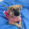 Caramela