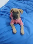 Caramela