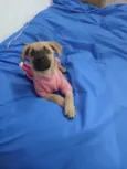 Caramela