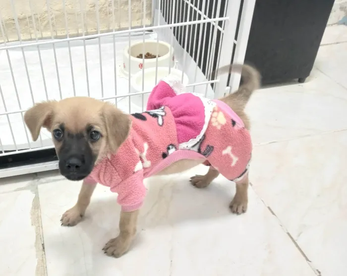 Cachorro ra a SRD-ViraLata idade 2 a 6 meses nome Caramela