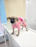 Caramela