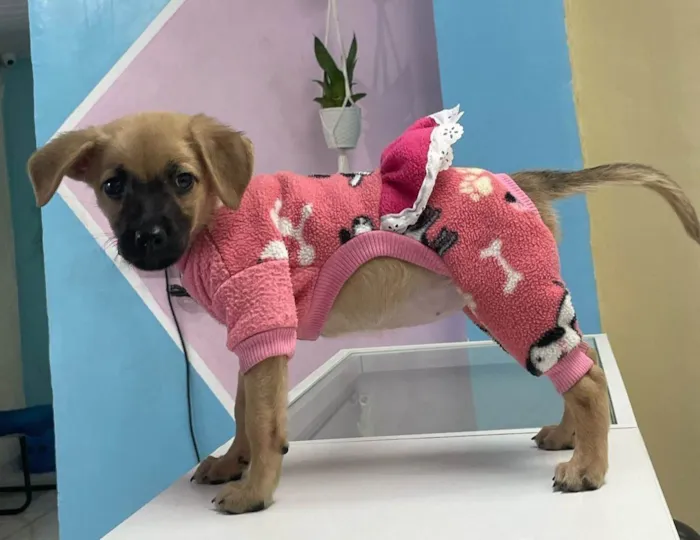Cachorro ra a SRD-ViraLata idade 2 a 6 meses nome Caramela