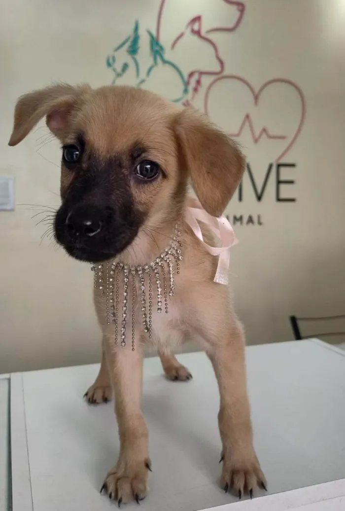 Cachorro ra a SRD-ViraLata idade 2 a 6 meses nome Caramela
