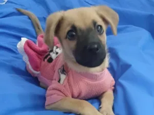 Cachorro raça SRD-ViraLata idade 2 a 6 meses nome Caramela